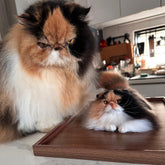 Custom 3D Pet Wool Felt Portraits | Handmade Pet Memorial Gifts