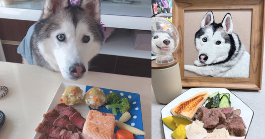 Happy 20th Birthday, Gabao — How a Custom Wool Felted Portrait Brought a Beloved Husky Home Again