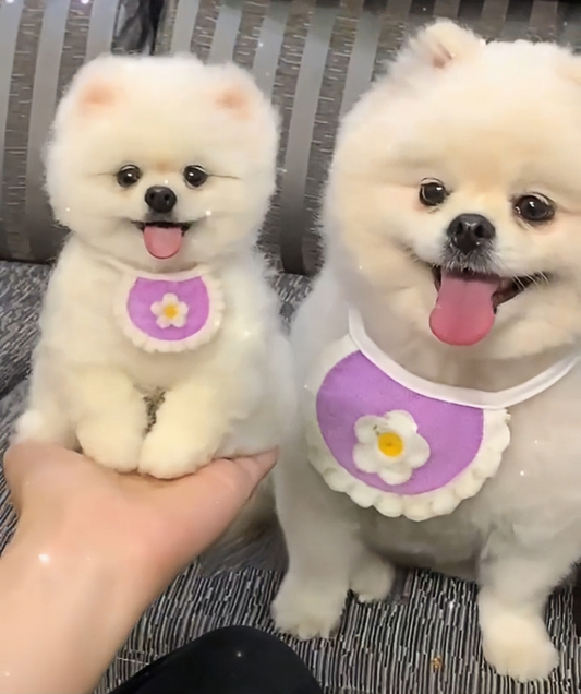 How to Make a Needle Felted Dog — Using Your Pet's Own Fur 🐾