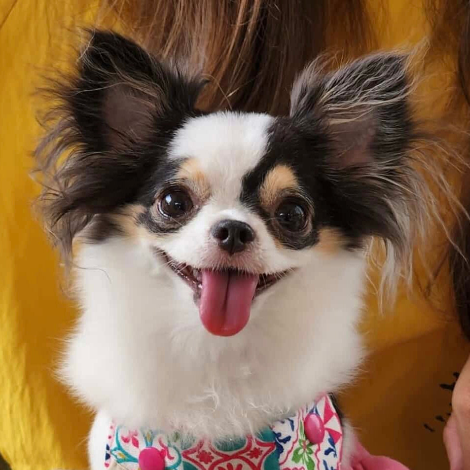 Custom felted wool pet pendant