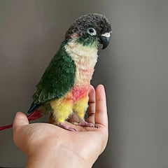 Needle Felted Parrot Bird Replica | Handmade 3D Full Body Wool Sculpture